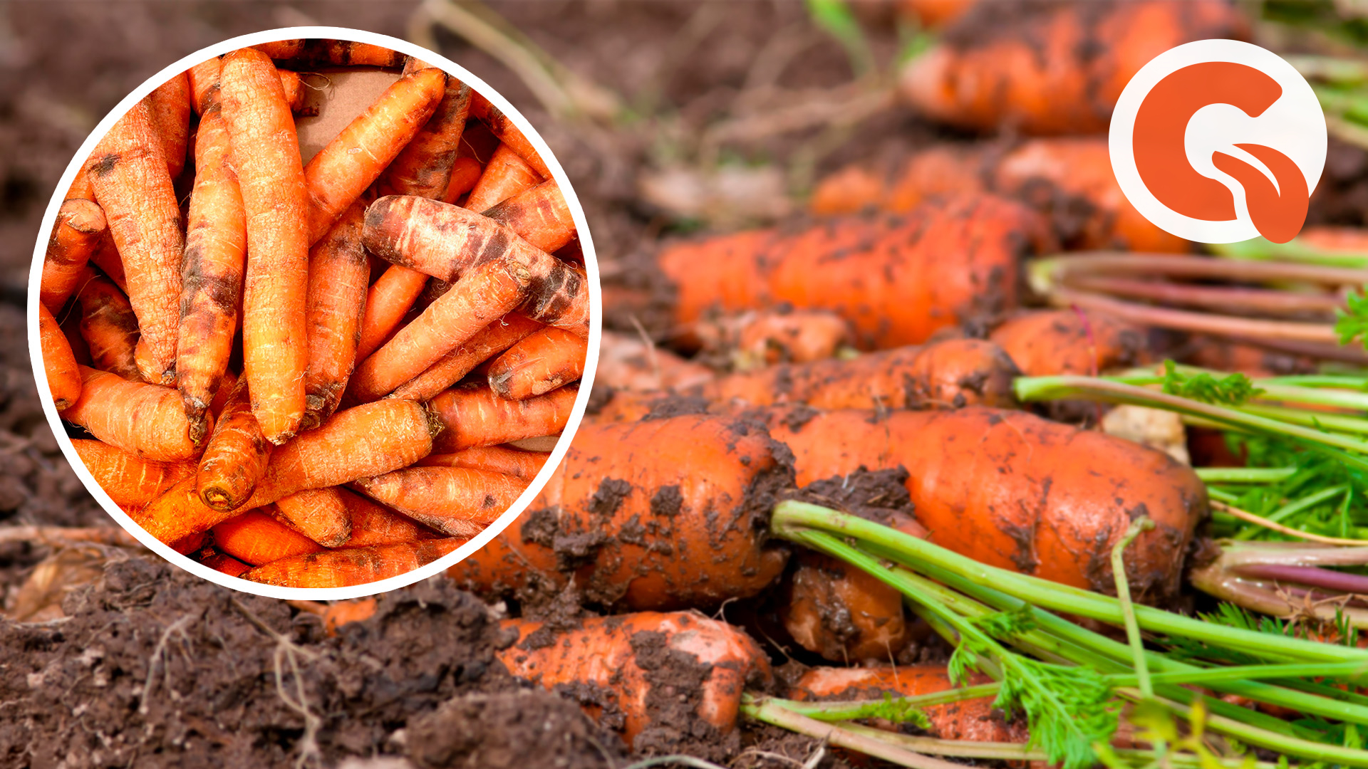 Почему морковь становится мягкой при хранении?